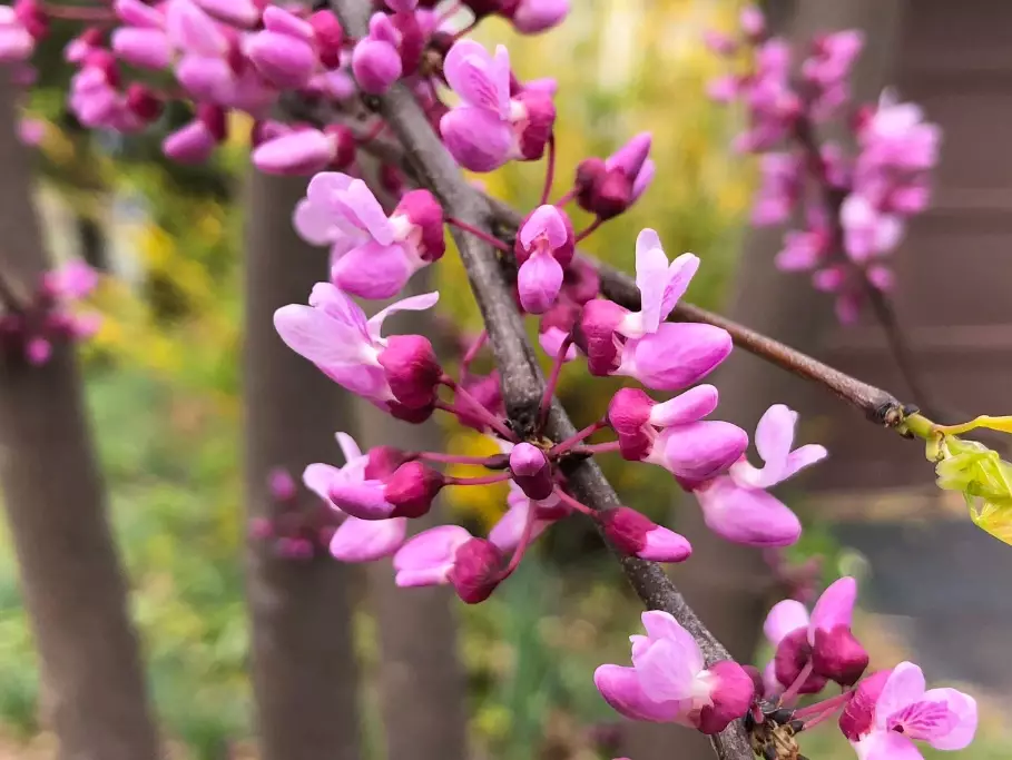 eastern redbud tree