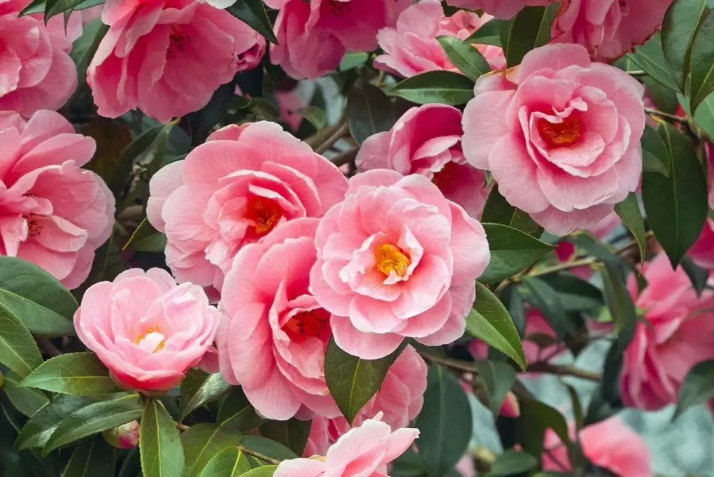 camellia japonica varieties