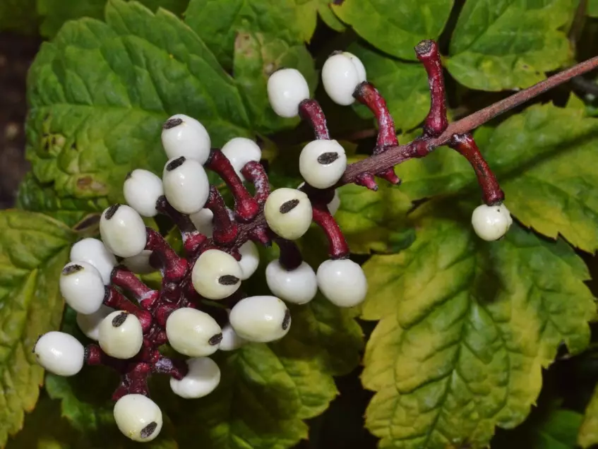 actaea