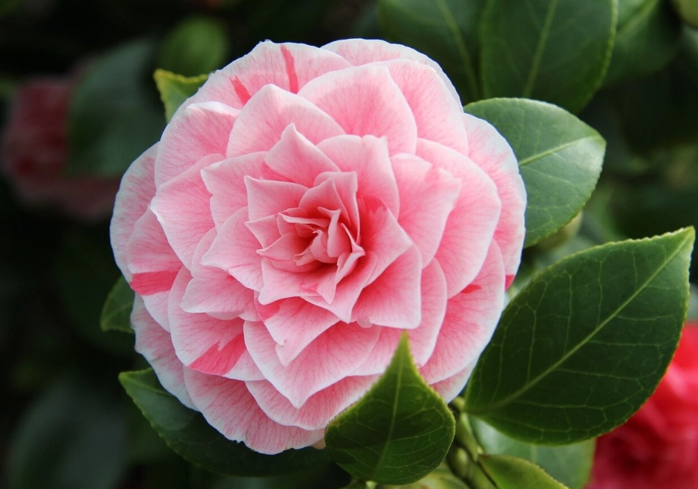 winter blooming camellias