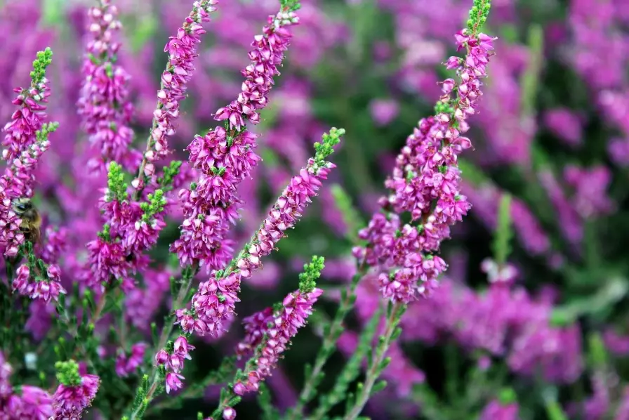how to grow heather how to grow heather