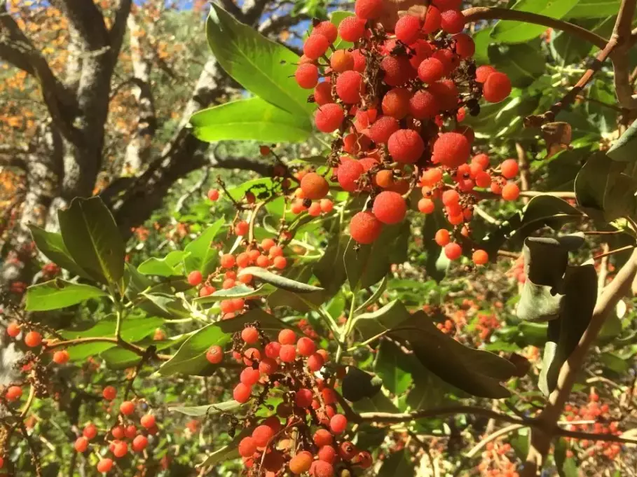 arbutus tree identification