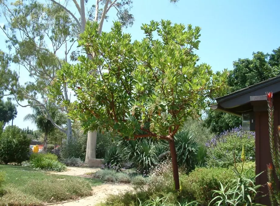 pacific madrone facts