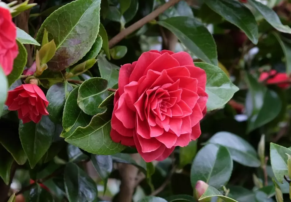 camellia care
