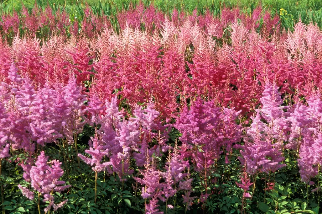 shade loving plants shade loving plants