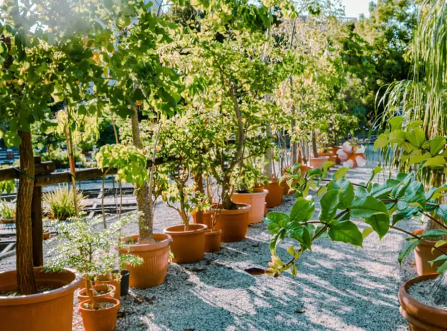 best trees for pots best trees for pots