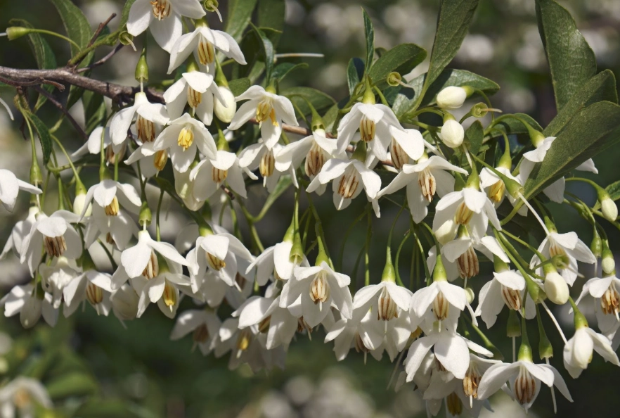 snowbell tree landscaping