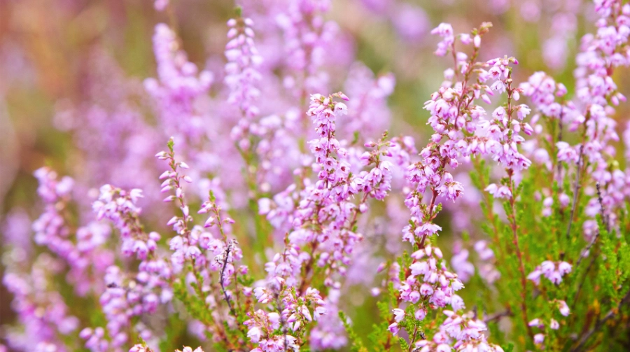 how to grow heather how to grow heather