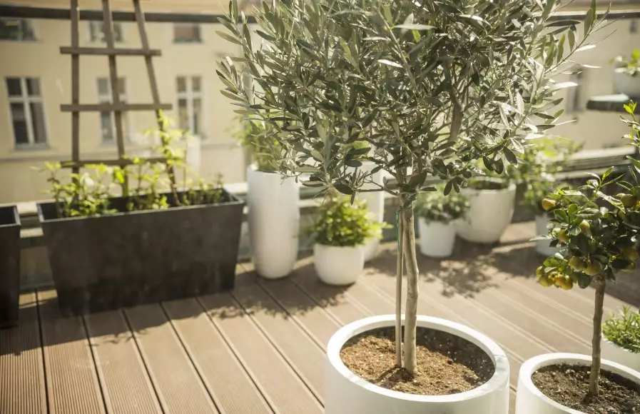 best trees for pots best trees for pots