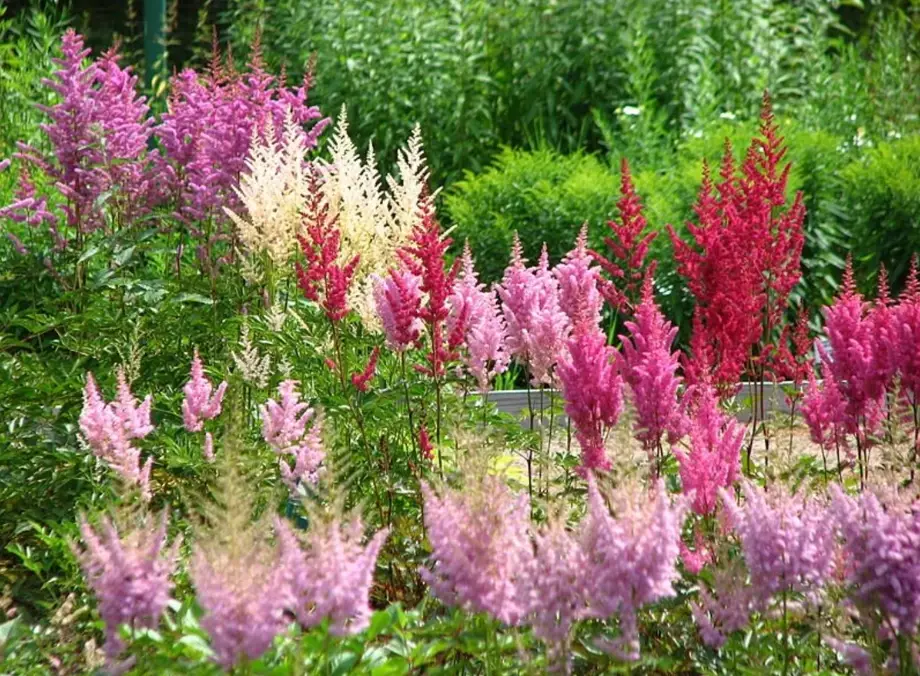 astilbe varieties astilbe varieties