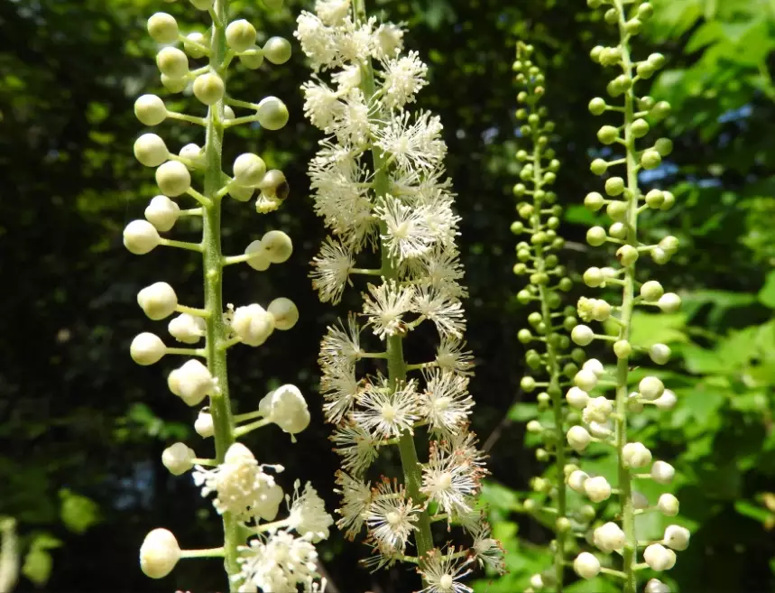 bugbane plant bugbane plant