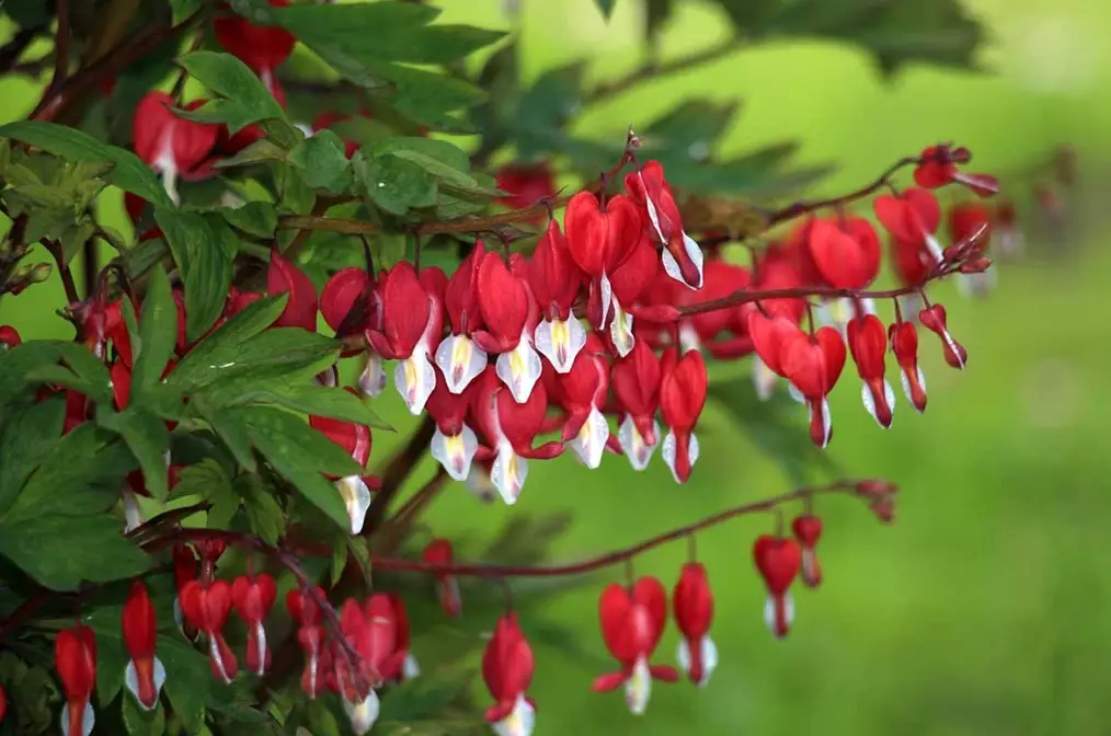 lamprocapnos spectabilis lamprocapnos spectabilis