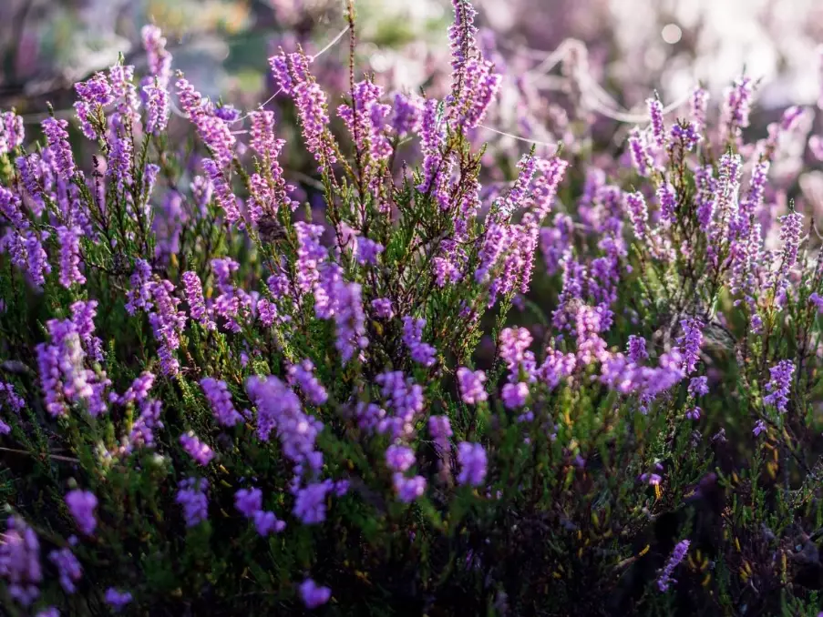 heather plant care heather plant care