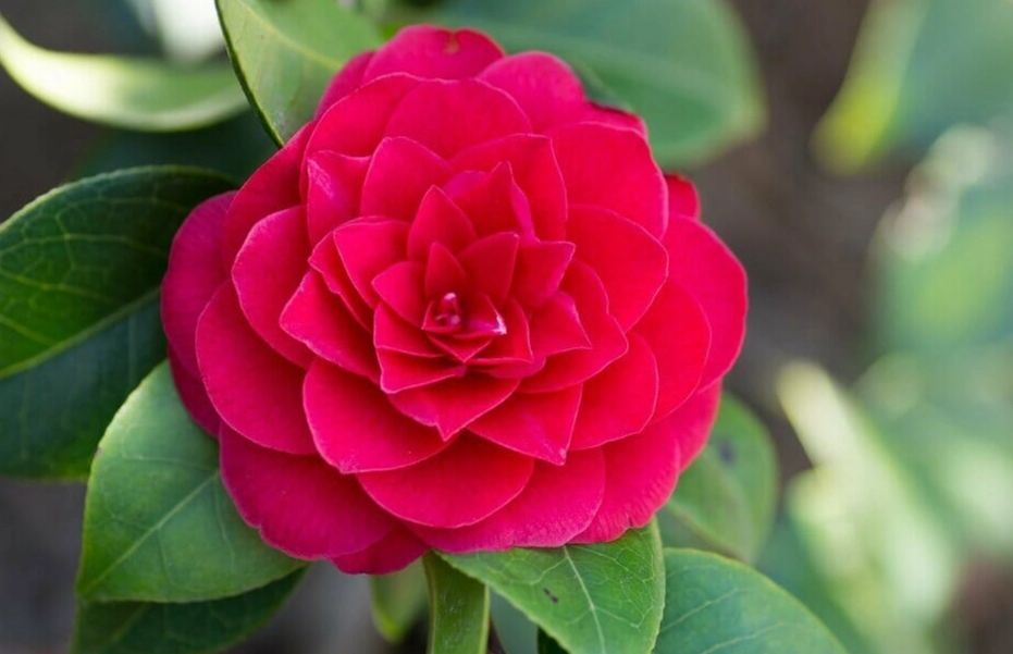 camellia care