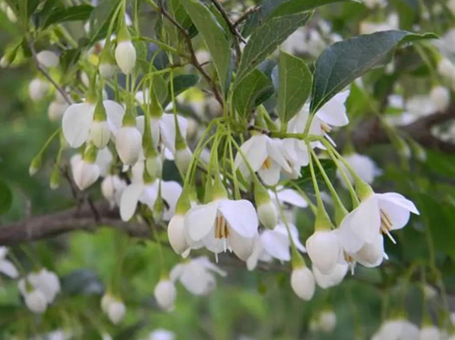 Styrax japonicus planting