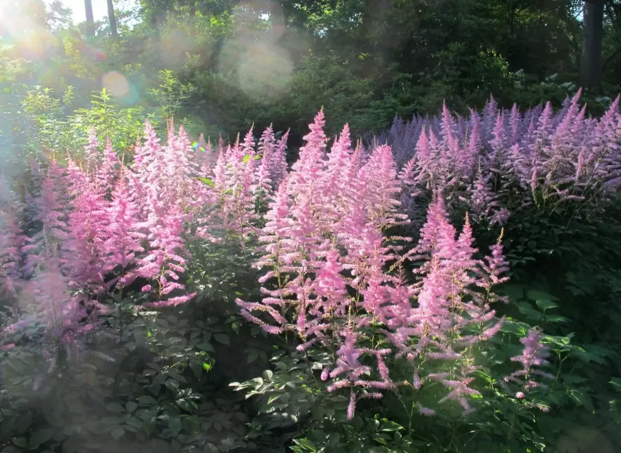 astilbe