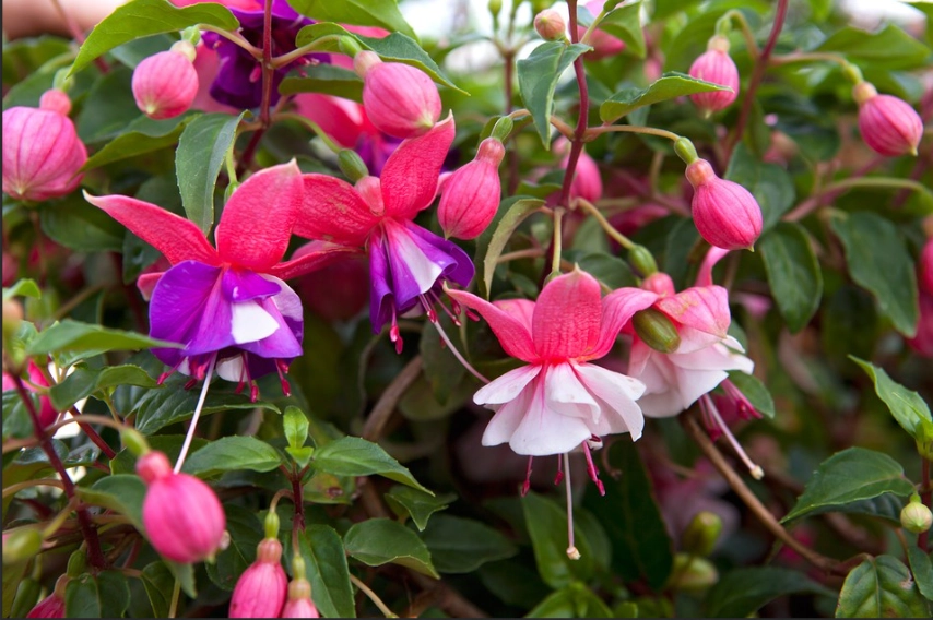 hardy fuchsia varieties hardy fuchsia varieties