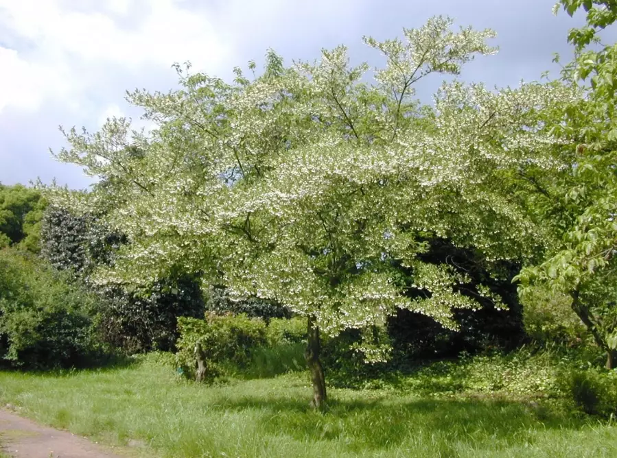 styrax japonicus japanese snowbell tree
