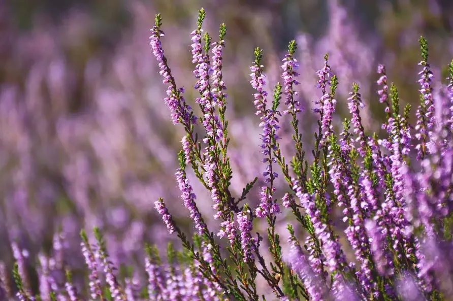 winter heather plants winter heather plants