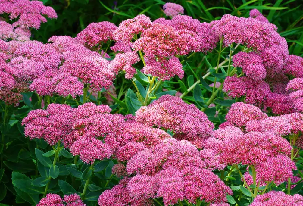 sedum ground cover sedum ground cover
