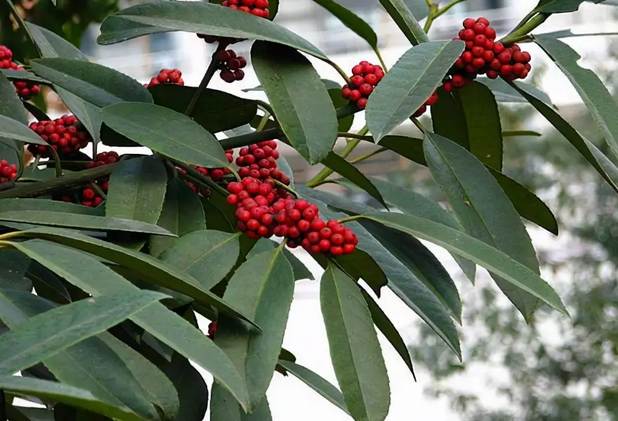 winter blooming shrubs