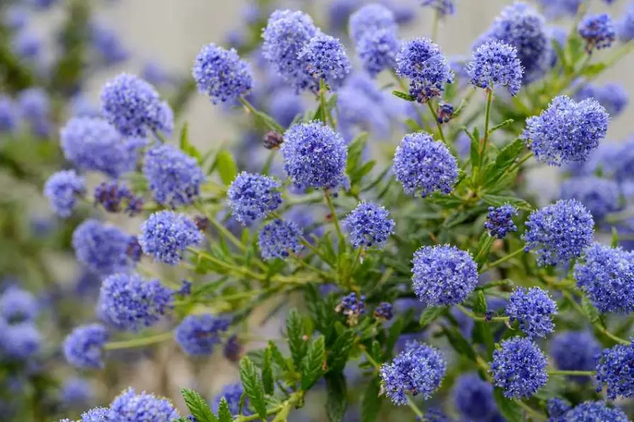 ceanothus varieties