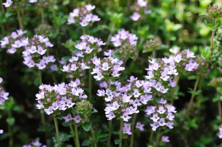 thyme flower care