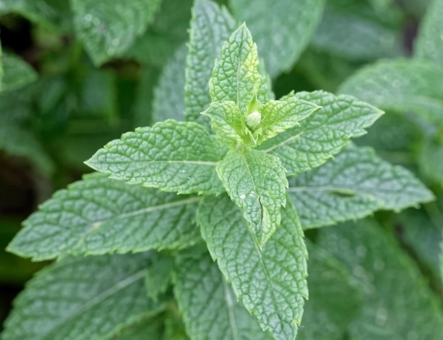 mentha plant mentha plant