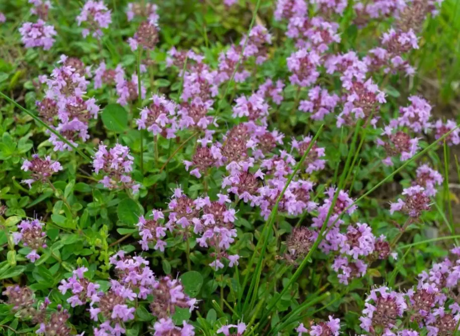 thyme plant uses