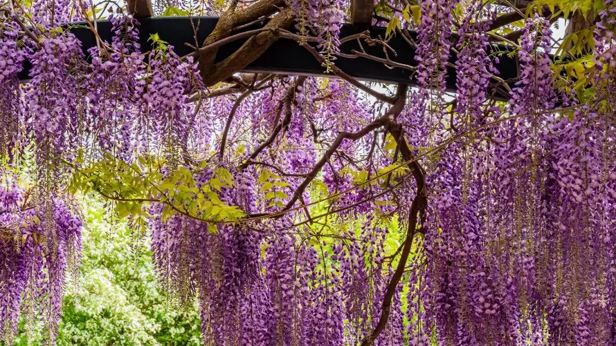 wisteria care