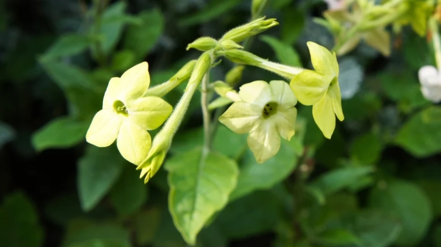 night blooming flowers