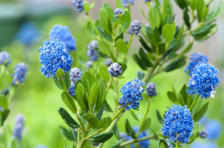 ceanothus varieties