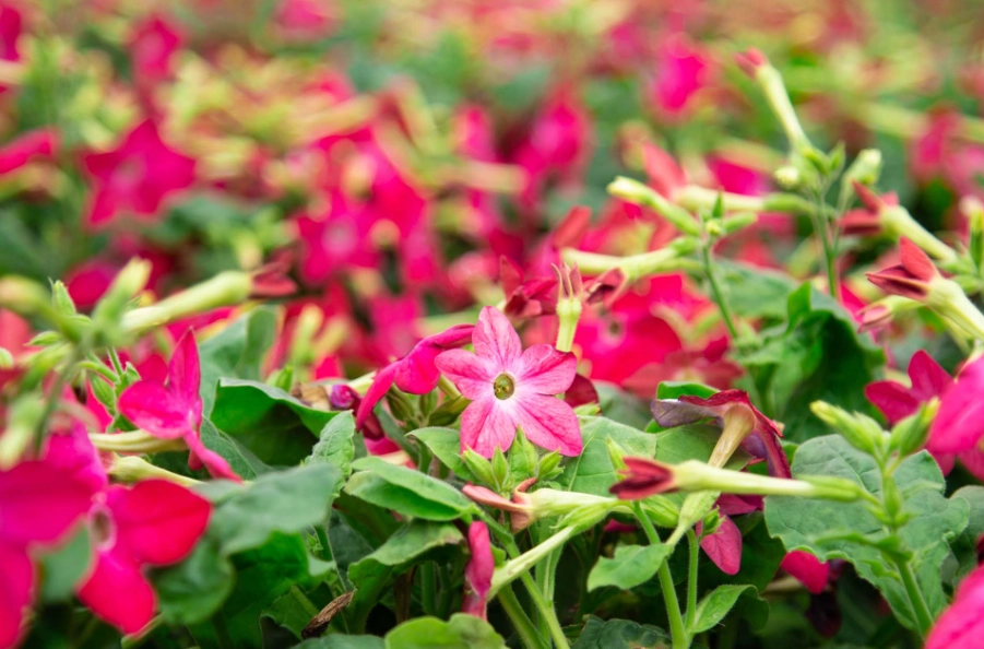 night blooming flowers