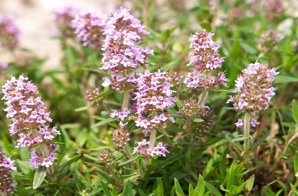 growing thyme