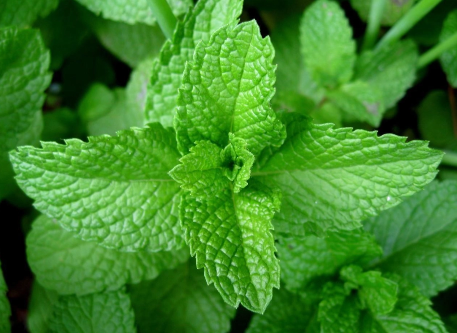mentha plant mentha plant
