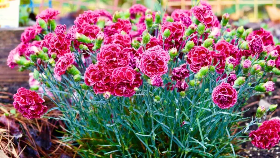 dianthus height