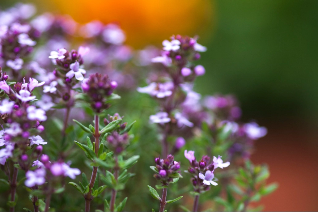 thyme flower care
