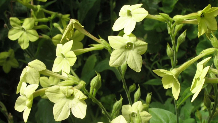flowering tobacco plant