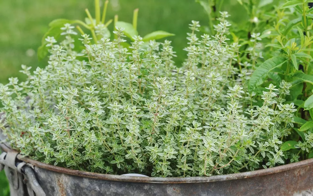 rhamnus purshiana bark