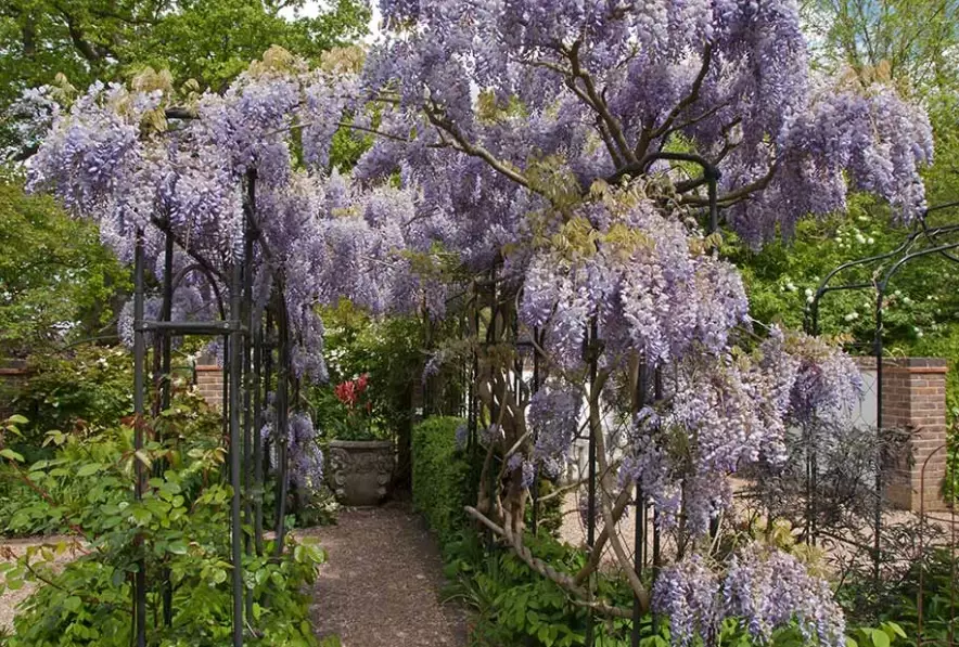 where does wisteria grow