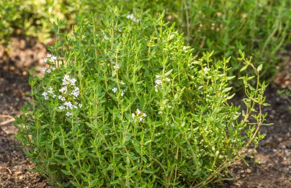 natural laxative herbs natural laxative herbs