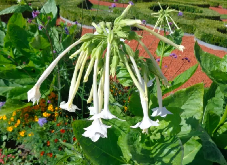 nicotiana plant care
