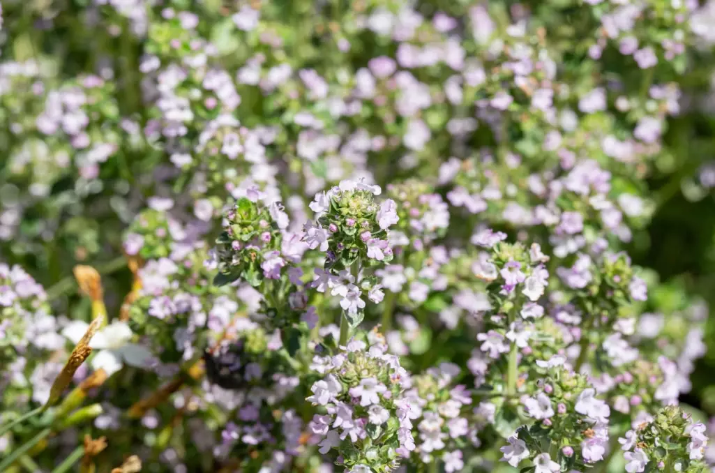 cascara sagrada cascara sagrada