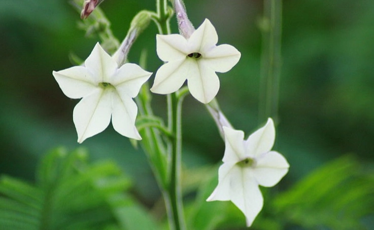 nicotiana plant care
