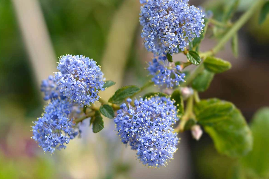 ceanothus plant care