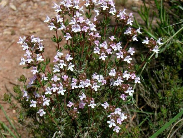 rhamnus purshiana bark rhamnus purshiana bark
