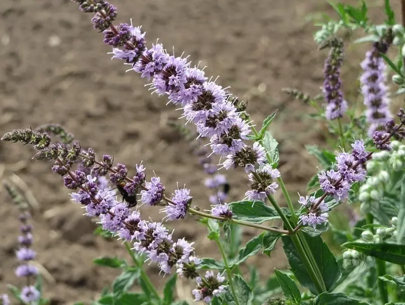 native crabapple tree native crabapple tree