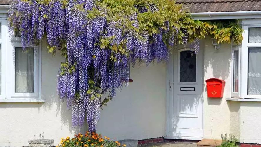 wisteria growing zones