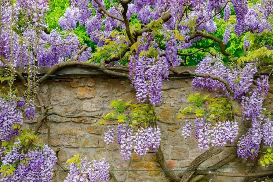wisteria care
