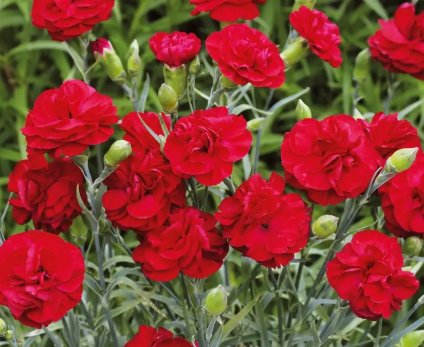 how tall do dianthus grow